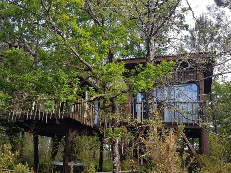 Nhà gỗ trên cây